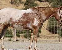 ranch-work-quarter-horse