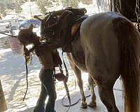 trail-quarter-horse