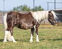 silb-pony-gelding