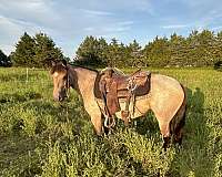 crossbred-pony-for-sale