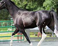 overo-half-arabian-horse