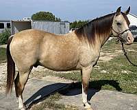 athletic-started-under-saddle-quarab-horse