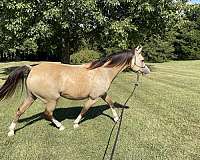 buckskin-quarab-gelding