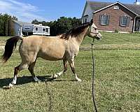 buckskin-athletic-started-under-saddle-horse