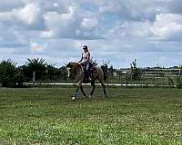 athletic-started-under-saddle-horse