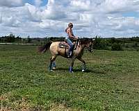 athletic-started-under-saddle-gelding