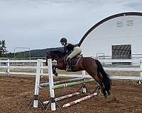 canter-connemara-pony