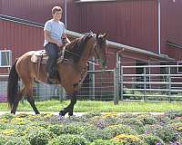 driving-draft-horse