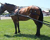 all-around-draft-horse