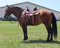 husband-safe-draft-horse