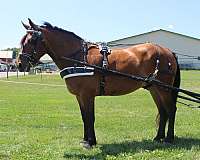 playday-draft-horse