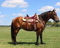 parade-draft-horse