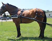 pleasure-driving-draft-horse