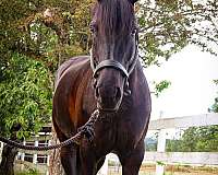 all-around-hanoverian-horse