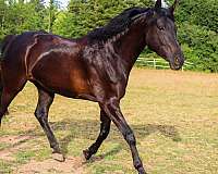 hunter-hanoverian-horse