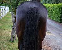 black-hanoverian-mare