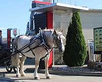 all-around-belgian-horse