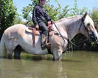 beginner-belgian-horse