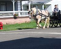 cross-belgian-horse