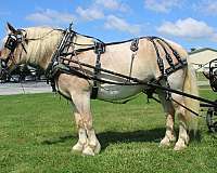 driving-belgian-horse