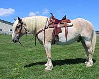 parade-belgian-horse