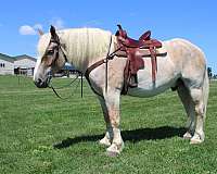 playday-belgian-horse