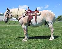 pleasure-driving-belgian-horse