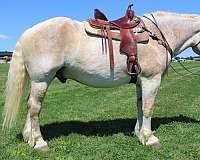 ridden-english-belgian-horse