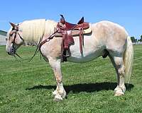 team-driving-belgian-horse