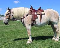 ridden-western-belgian-horse