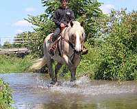 trail-belgian-horse