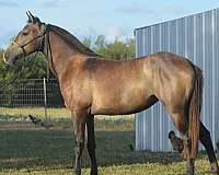 14-hand-azteca-filly