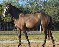 breeding-azteca-horse