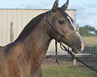 dressage-azteca-horse