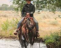 ranch-work-quarter-horse