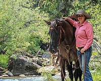 working-cattle-quarter-horse