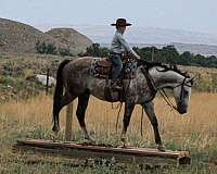 calf-roping-quarter-horse