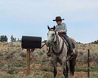 cowboy-mounted-shooting-quarter-horse