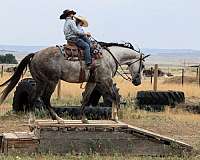 ranch-versatility-quarter-horse