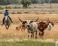 roping-quarter-horse