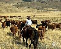 cowboy-mounted-shooting-gypsy-vanner-horse