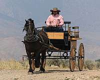 athletic-gypsy-vanner-horse