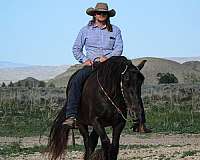 cross-gypsy-vanner-horse