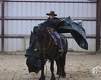 flashy-gypsy-vanner-horse