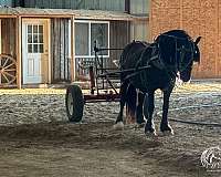 parade-gypsy-vanner-horse