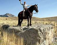 performance-gypsy-vanner-horse