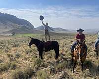 ranch-work-gypsy-vanner-horse