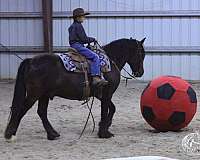 show-gypsy-vanner-horse