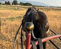 western-riding-gypsy-vanner-horse