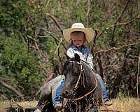 blue-roan-pony-gelding